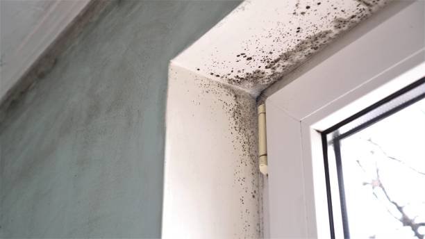 Best Mold Removal Specialists  in Dunmore, PA
