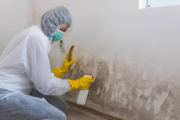 Best Crawl Space Mold Removal  in Dunmore, PA