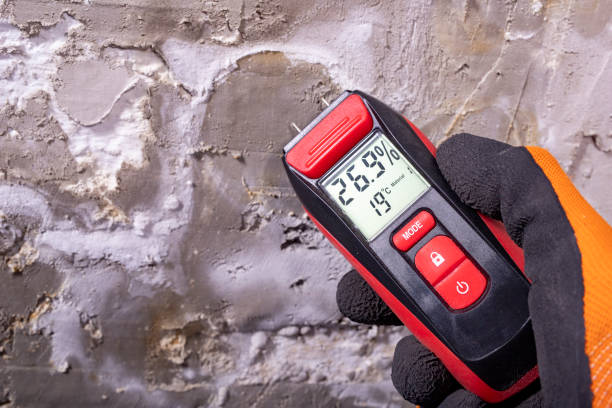 Best Black Mold Removal  in Dunmore, PA