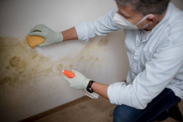 Best Professional Mold Removal  in Dunmore, PA