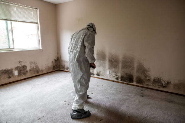 Reliable Dunmore, PA Mold Removal Solutions
