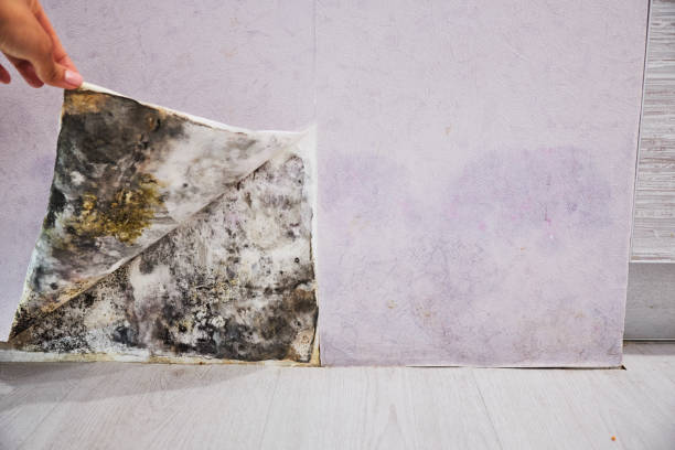 Best Fast Mold Removal  in Dunmore, PA